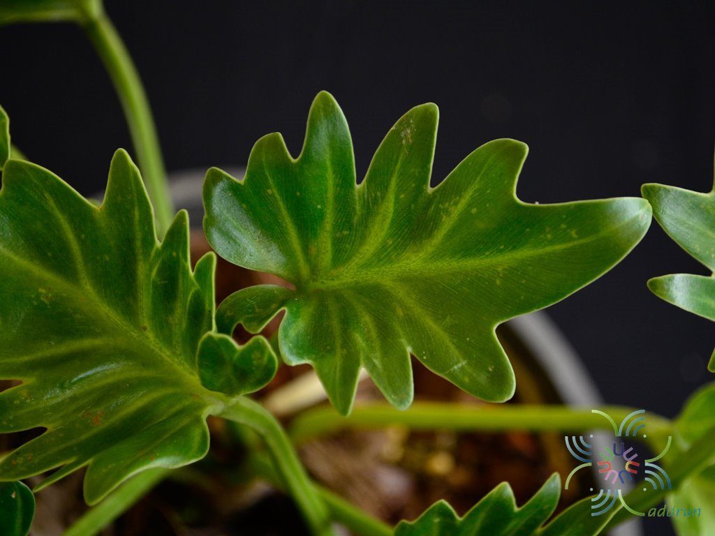 ฟิโลเดนดรอน ซานาดูสั้น #1 Philodendron xanadu spp.