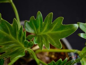 ฟิโลเดนดรอน ซานาดูสั้น #1 Philodendron xanadu spp.