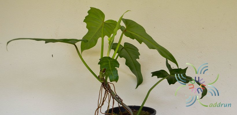 ฟิโลเดนดรอน พลูจีบ Philodendron spp.