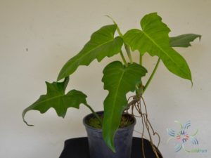ฟิโลเดนดรอน พลูจีบ Philodendron spp.