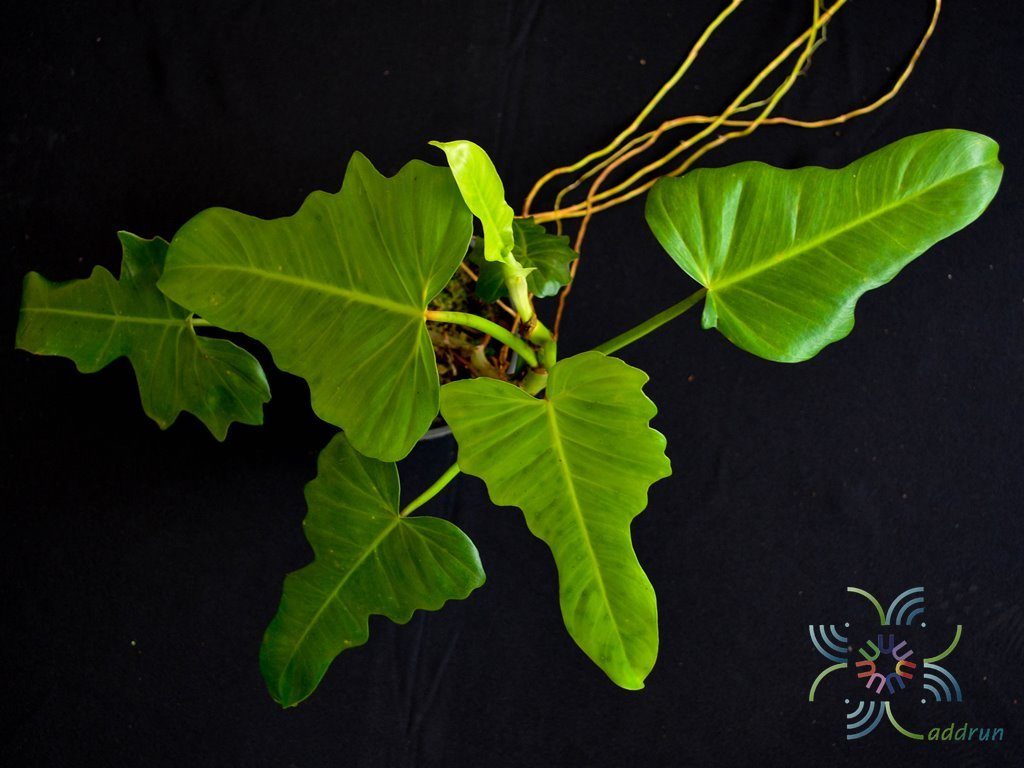ฟิโลเดนดรอน พลูจีบ Philodendron spp.