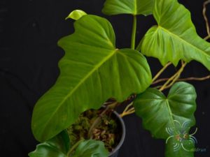 ฟิโลเดนดรอน พลูจีบ Philodendron spp.