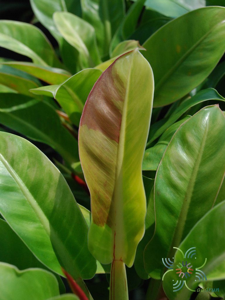 ฟิโลเดนดรอน มูลท์ลิฟเวอซัน Philodendron sp.