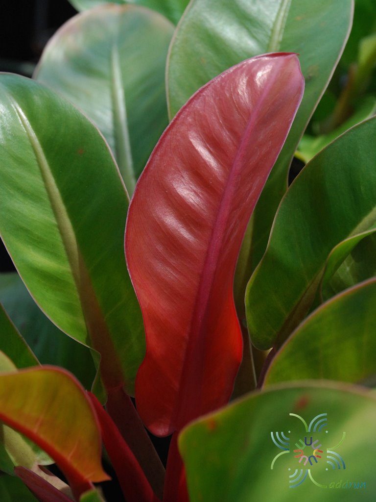ฟิโลเดนดรอน มูลท์ลิฟเวอซัน Philodendron sp.