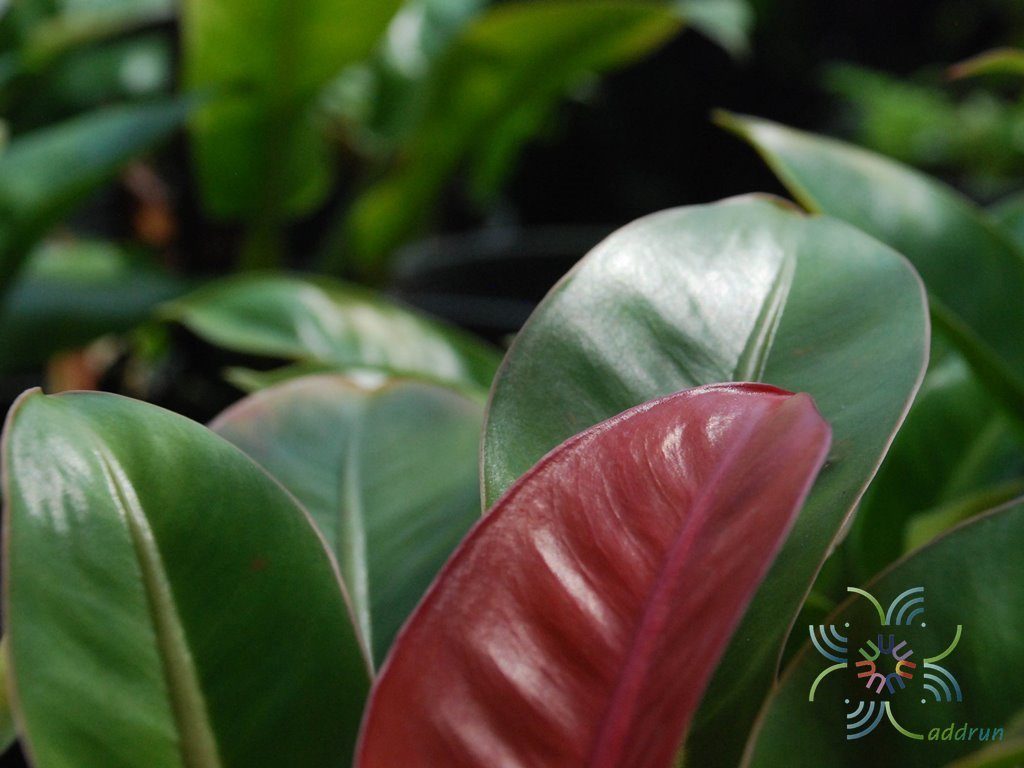 ฟิโลเดนดรอน มูลท์ลิฟเวอซัน Philodendron sp.