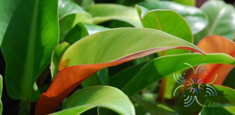 ฟิโลเดนดรอน มูลท์ลิฟเวอซัน Philodendron sp.