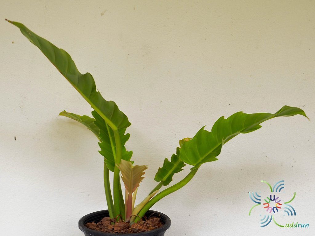 ฟิโลเดนดรอน เจ้าพระยาเขียว Philodendron sp.