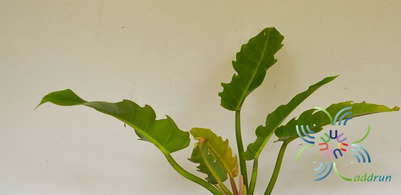 ฟิโลเดนดรอน เจ้าพระยาเขียว Philodendron sp.