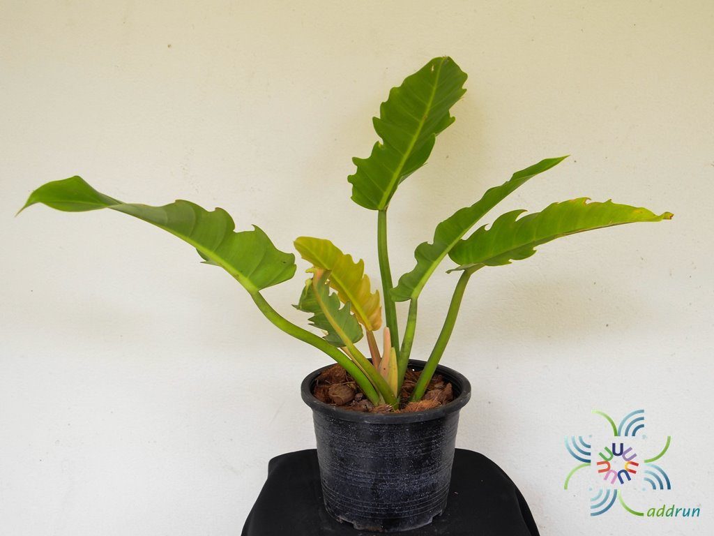 ฟิโลเดนดรอน เจ้าพระยาเขียว Philodendron sp.