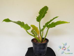 ฟิโลเดนดรอน เจ้าพระยาเขียว Philodendron sp.