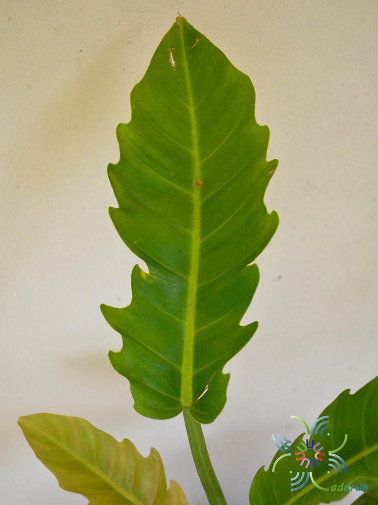 ฟิโลเดนดรอน เจ้าพระยาเขียว Philodendron sp.