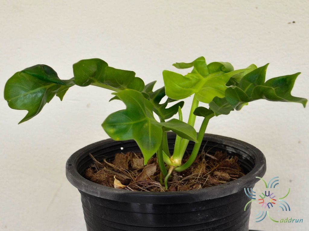 ฟิโลเดนดรอน ใบเลื่อยเรียบ No.2 Philodendron spp.