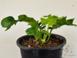 ฟิโลเดนดรอน ใบเลื่อยเรียบ No.2 Philodendron spp.