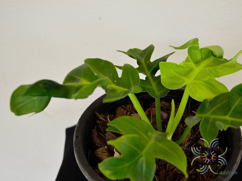 ฟิโลเดนดรอน ใบเลื่อยเรียบ No.2 Philodendron spp.