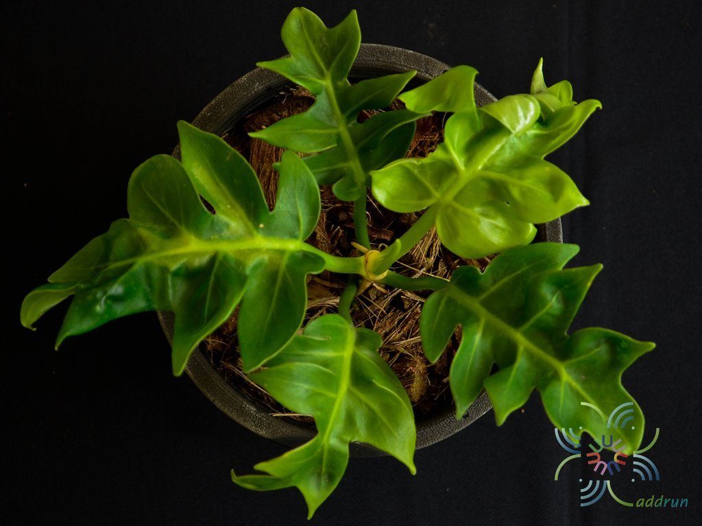 ฟิโลเดนดรอน ใบเลื่อยเรียบ No.2 Philodendron spp.