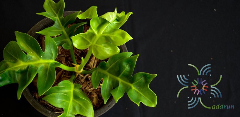 ฟิโลเดนดรอน ใบเลื่อยเรียบ No.2 Philodendron spp.