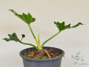 ฟิโลเดนดรอน ซุปเปอร์เซลุ่ม Philodendron spp.