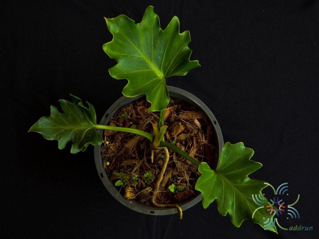 ฟิโลเดนดรอน ซุปเปอร์เซลุ่ม Philodendron spp.