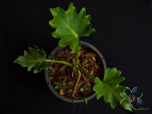 ฟิโลเดนดรอน ซุปเปอร์เซลุ่ม Philodendron spp.