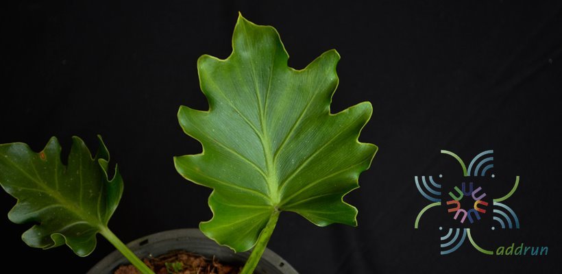 ฟิโลเดนดรอน ซุปเปอร์เซลุ่ม Philodendron spp.