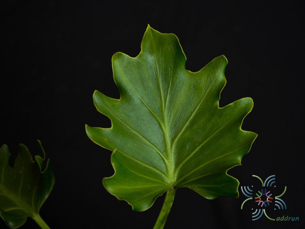 ฟิโลเดนดรอน ซุปเปอร์เซลุ่ม Philodendron spp.