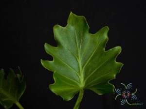 ฟิโลเดนดรอน ซุปเปอร์เซลุ่ม Philodendron spp.