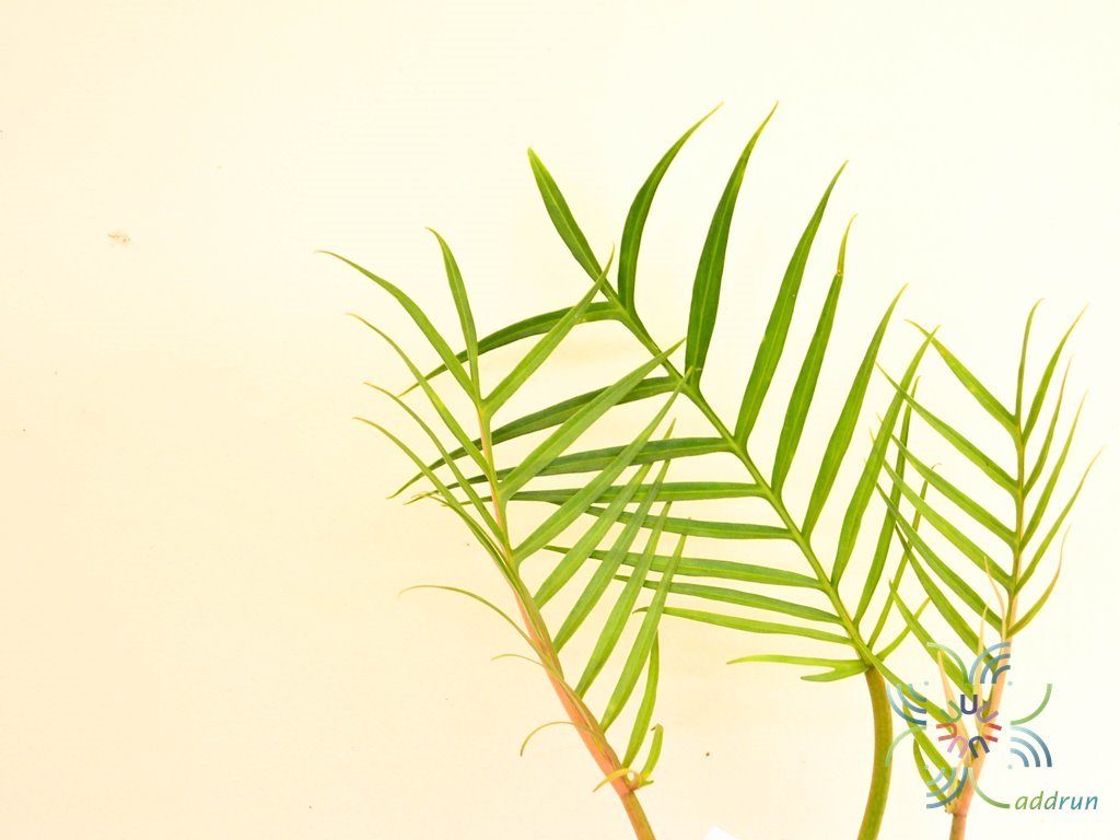 ฟิโลเดนดรอน อีรีแกน Philodendron elegans