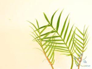 ฟิโลเดนดรอน อีรีแกน Philodendron elegans