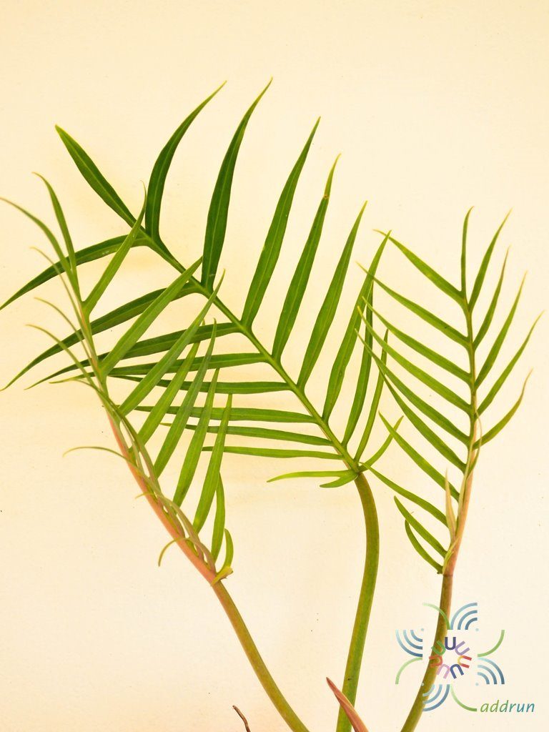 ฟิโลเดนดรอน อีรีแกน Philodendron elegans