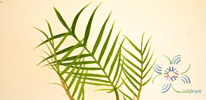 ฟิโลเดนดรอน อีรีแกน Philodendron elegans