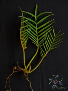 ฟิโลเดนดรอน อีรีแกน Philodendron elegans