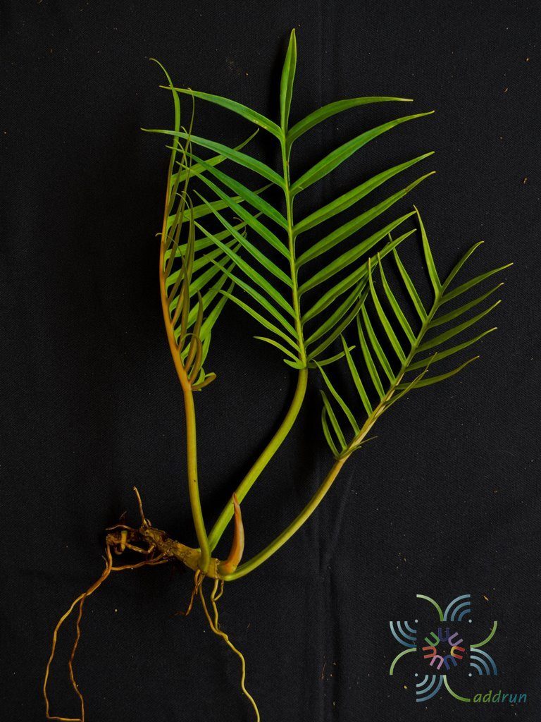 ฟิโลเดนดรอน อีรีแกน Philodendron elegans