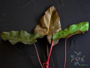 ฟิโลเดนดรอน มรกตแดง Philodendron erubescens