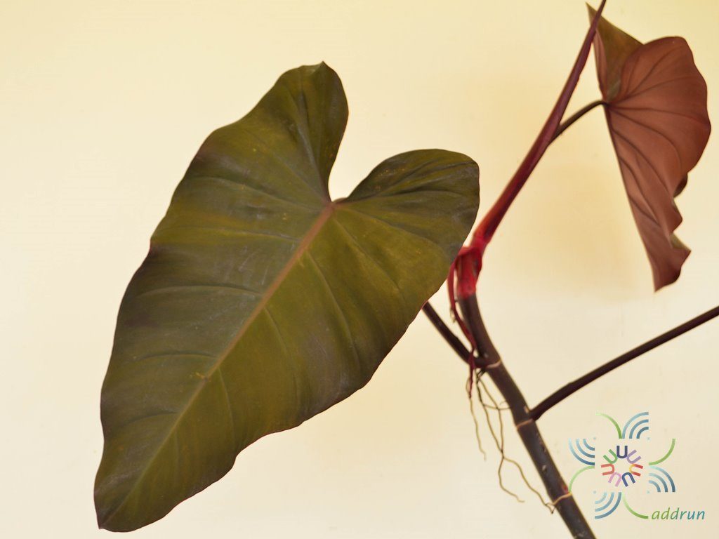 ฟิโลเดนดรอน มรกตแดง Philodendron erubescens