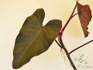 ฟิโลเดนดรอน มรกตแดง Philodendron erubescens