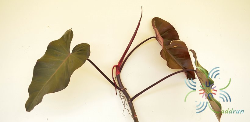 ฟิโลเดนดรอน มรกตแดง Philodendron erubescens