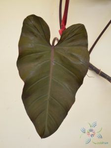 ฟิโลเดนดรอน มรกตแดง Philodendron erubescens