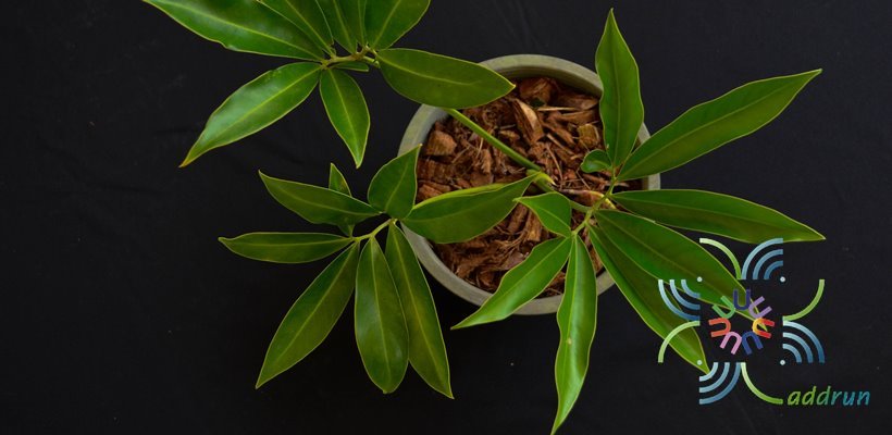 ฟิโลเดนดรอน โกลดิอี้ Philodendron goeldii sp.