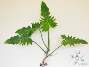 ฟิโลเดนดรอน ลายเมฆ Philodendron minarum