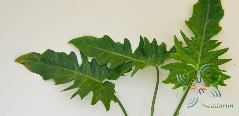 ฟิโลเดนดรอน ลายเมฆ Philodendron minarum