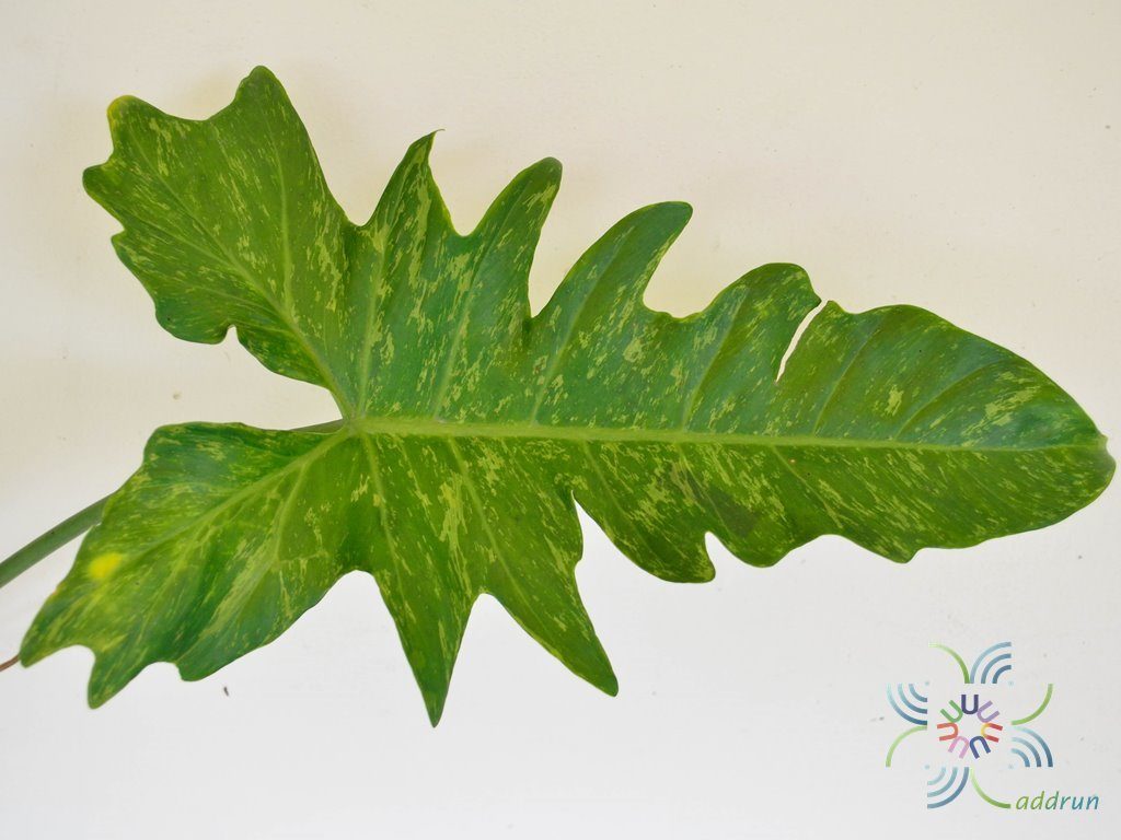 ฟิโลเดนดรอน ลายเมฆ Philodendron minarum