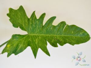 ฟิโลเดนดรอน ลายเมฆ Philodendron minarum