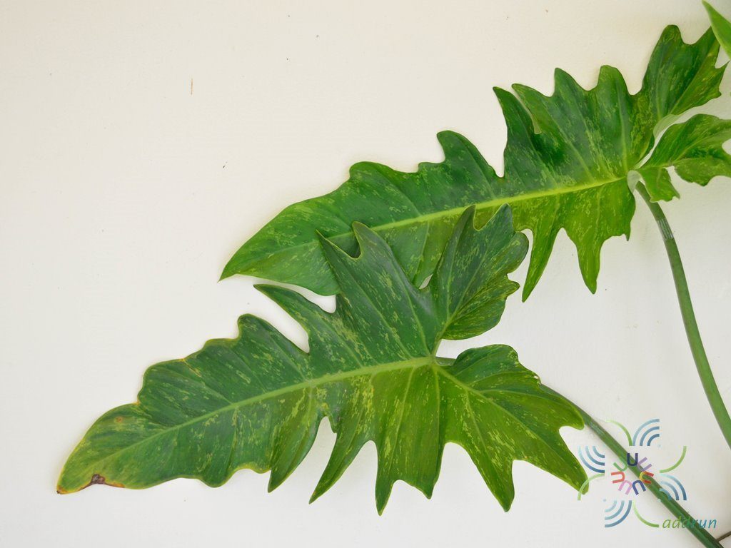 ฟิโลเดนดรอน ลายเมฆ Philodendron minarum