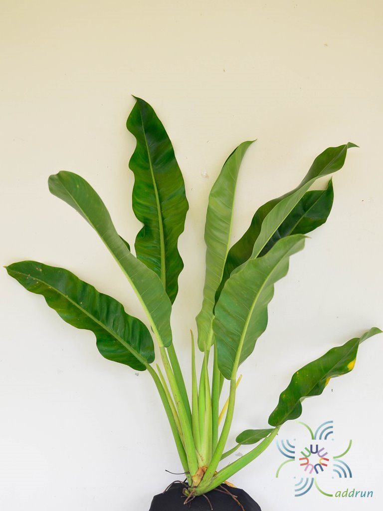 ฟิโลเดนดรอน ใบพาย #1 Philodendron sp.