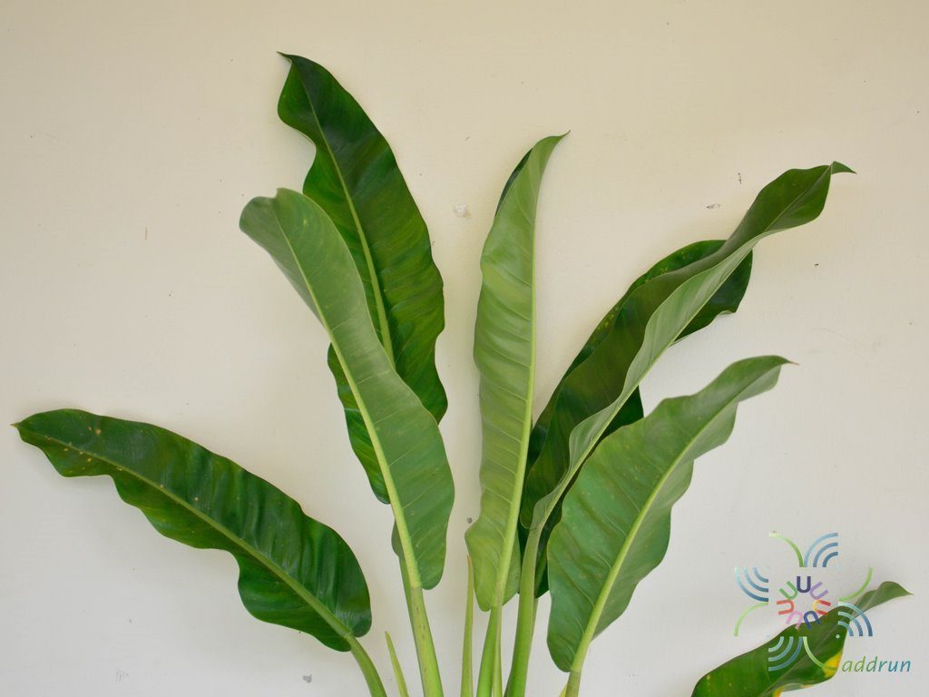 ฟิโลเดนดรอน ใบพาย #1 Philodendron sp.