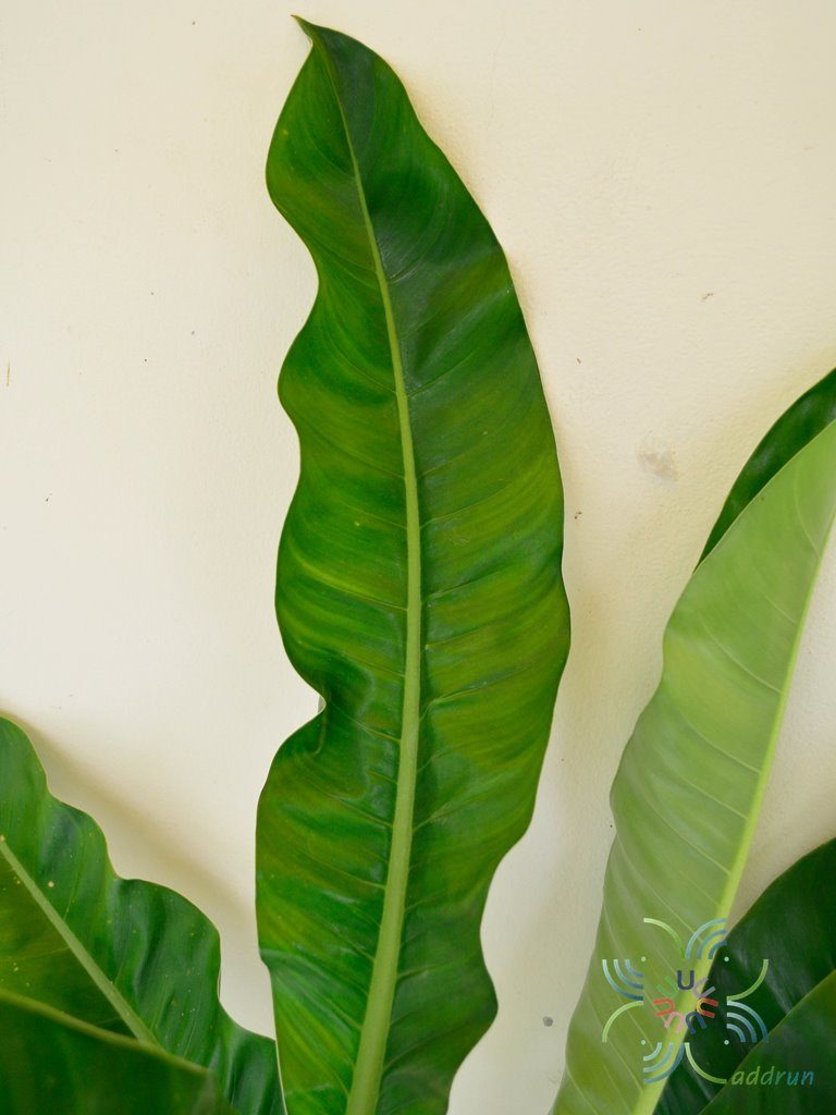 ฟิโลเดนดรอน ใบพาย #1 Philodendron sp.
