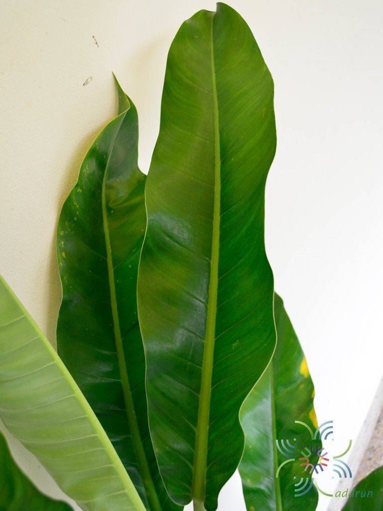 ฟิโลเดนดรอน ใบพาย #1 Philodendron sp.