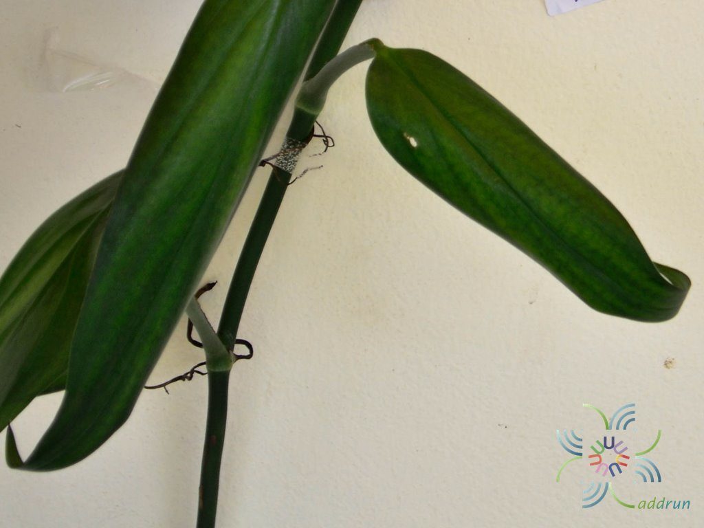ฟิโลเดนดรอน ใบพาย #2 Philodendron sp.