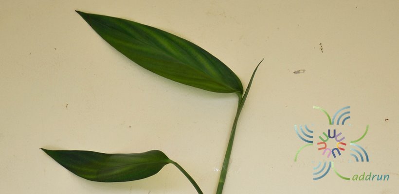 ฟิโลเดนดรอน ใบพาย #2 Philodendron sp.