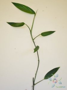 ฟิโลเดนดรอน ใบพาย #2 Philodendron sp.